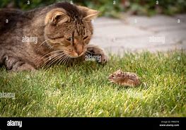 Image result for Cat Jumping for Mouse
