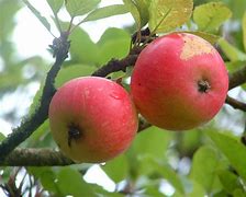Image result for Apple Fruit High Resolution