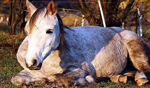 Image result for equino