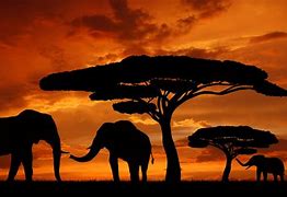 Image result for Africa Zoo Background Unsplash