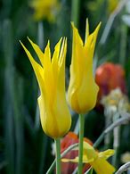 Image result for Tulipa Flashback