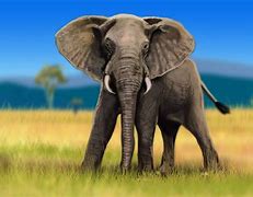 Image result for Zoo Animals Elephant
