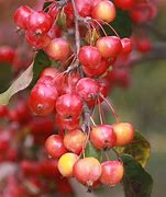 Image result for Malus Crittenden