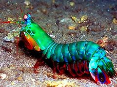 Image result for Red and White Shrimp