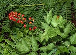 Bildergebnis für Actaea rubra