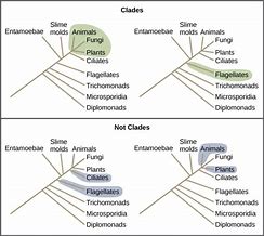 Image result for Lineage Biology