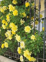 Image result for Roses All Gold