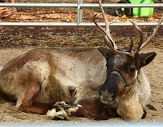 Image result for Reindeer in a Swimming Pool