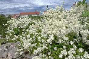 Image result for Clematis flammula