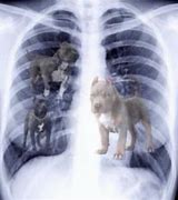 Image result for He Got That Dawg in Him X-ray