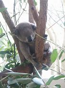 Image result for Koala Smoking