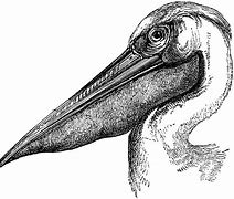 Image result for Pelican Outline On Post
