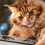 Image result for Top 10 Hypoallergenic Cats