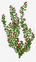 Image result for Flower Bush Clip Art
