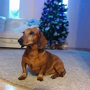 Image result for Happy New Year Dachshund Images