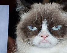Image result for Frowning Cat Meme