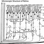 Image result for Retina Structure