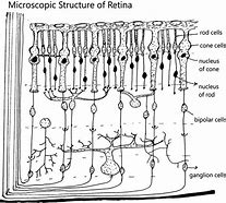Image result for How to Draw the Anatomic Structure of the Retina