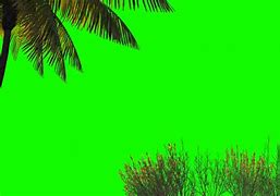Image result for Palm Tree Greenscreen