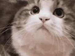 Image result for Cat Saying Yes