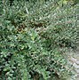 Image result for Salix x grahamii Moorei