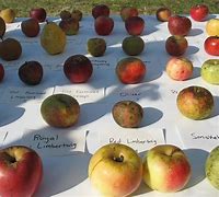 Image result for English Eating Apples Varieties