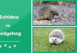 Image result for Echidna Hedgehog