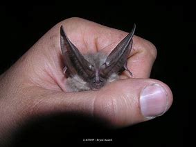 Image result for Townsend Big-Eared Bat