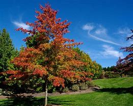 Image result for Quercus palustris