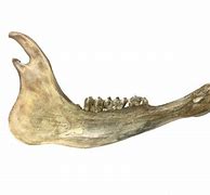 Image result for Horse Jaw Bone