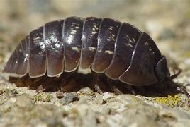 Image result for Albino Rolly Polly