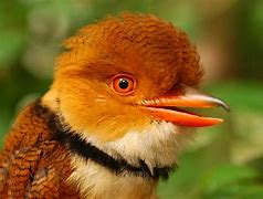 Image result for Bucco capensis