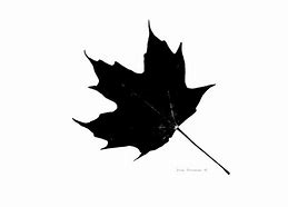 Image result for Maple Leaf Black and White Photography