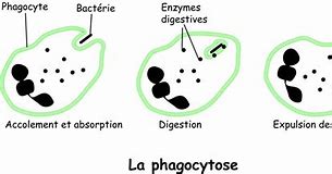 phagocytose 的图像结果