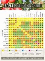 Image result for Fuji Apple Pollination Chart