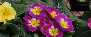 Image result for Primula acaulis North Mix