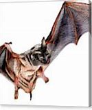 Image result for Cartoon Mexican Bat