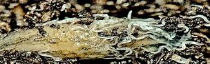 Image result for What Are Nematodes in Soil