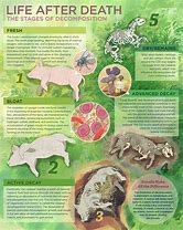 Image result for Animal Decomposition