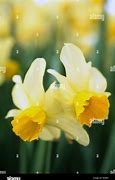 Image result for Narcissus Eaton Song