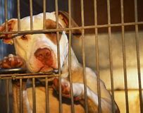 Image result for Pit Bull Shelters