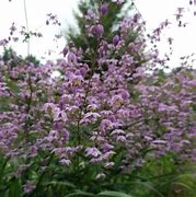 Image result for Thalictrum delavayi Hinckley