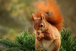 Image result for HD Animal Photos