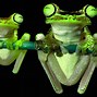 Image result for Cute Frog Desktop Wallpaper