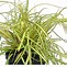 Image result for Carex oshimensis Evergold