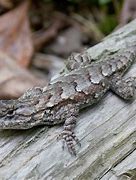 Image result for Gray Lizard with Red Eyes