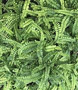 Image result for Asplenium trichomanes