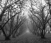 Image result for Black and White Forest Wallpaper