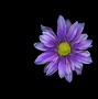 Image result for Single Flower Wallpaper for iPhone