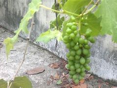 Image result for Grape Plants